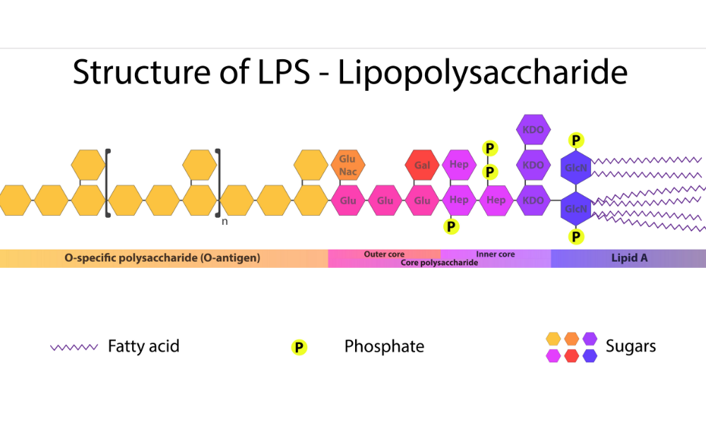 Endotoxin Problem